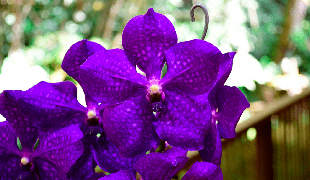 Curso experto en Vandas