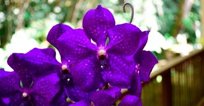 Curso experto en Vandas course image