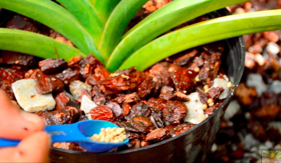 Curso de fertilización de orquídeas