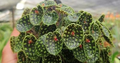 Curso Experto en orquídeas miniaturas course image