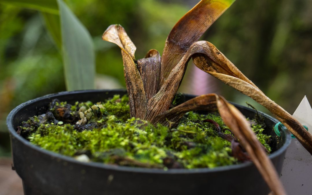 Clínica de orquídeas