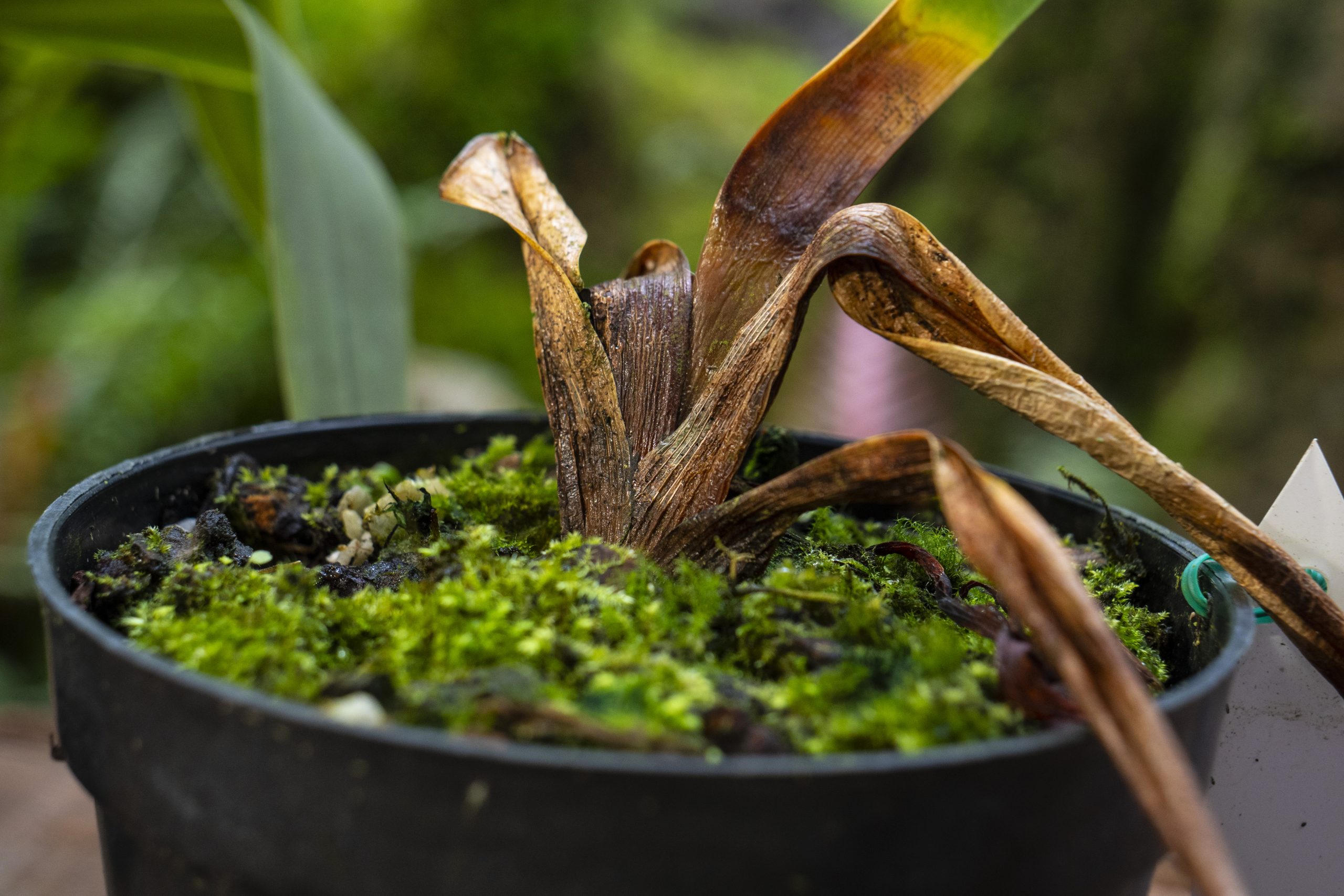 Clínica de orquídeas course image