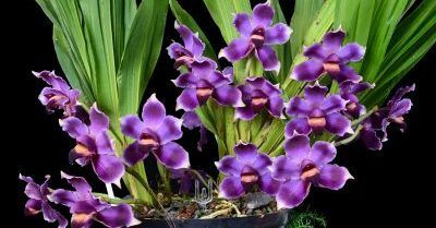 Curso experto en Pescatorias course image