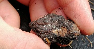 Curso de plagas course image