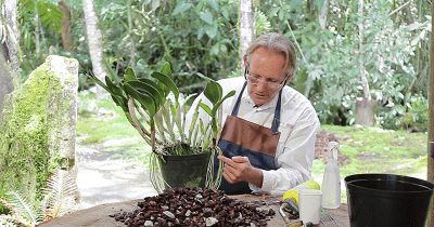 Curso de resiembra de Cattleyas course image