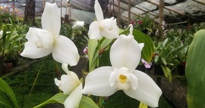 Curso experto en Lycaste course image