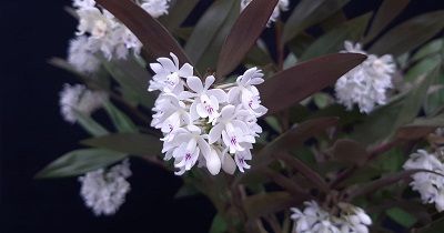 Cultivo de Epidendrum - Conferencia course image