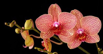 Cultivo de Phalaenopsis - Conferencia course image