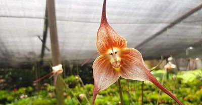 Cultivo de draculas - Conferencia course image