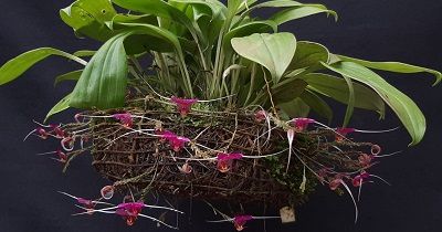 Cultivo de Scaphosepalum - Conferencia course image