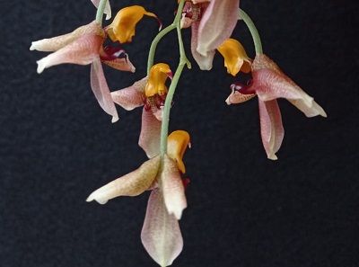 Cultivo de Gongoras - Conferencia course image