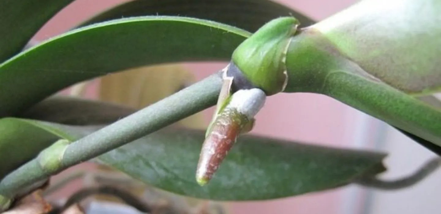 Keikis en orquídeas course image