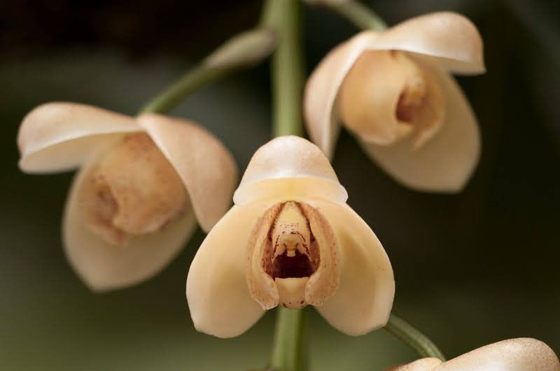 Cultivo de orquídeas Acinetas course image