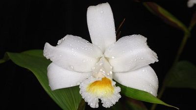 Orquídeas resistentes al sol course image