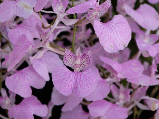 Cultivo de Comparettia course image