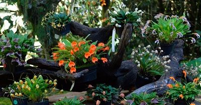 Mejores orquídeas del mes course image