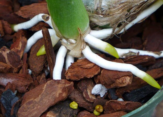 Métodos caseros de enraizamiento en orquídeas course image