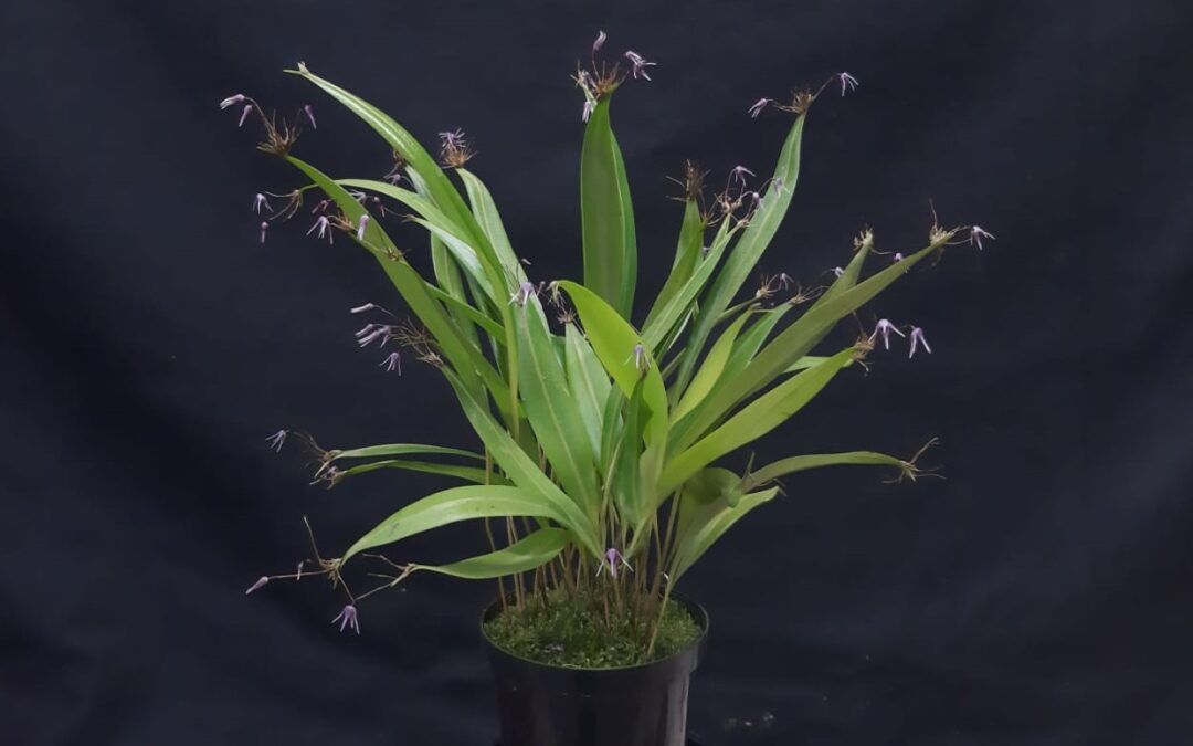 Cultivo de Pleurothallis