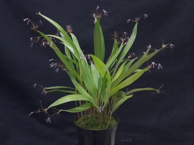 Cultivo de Pleurothallis course image