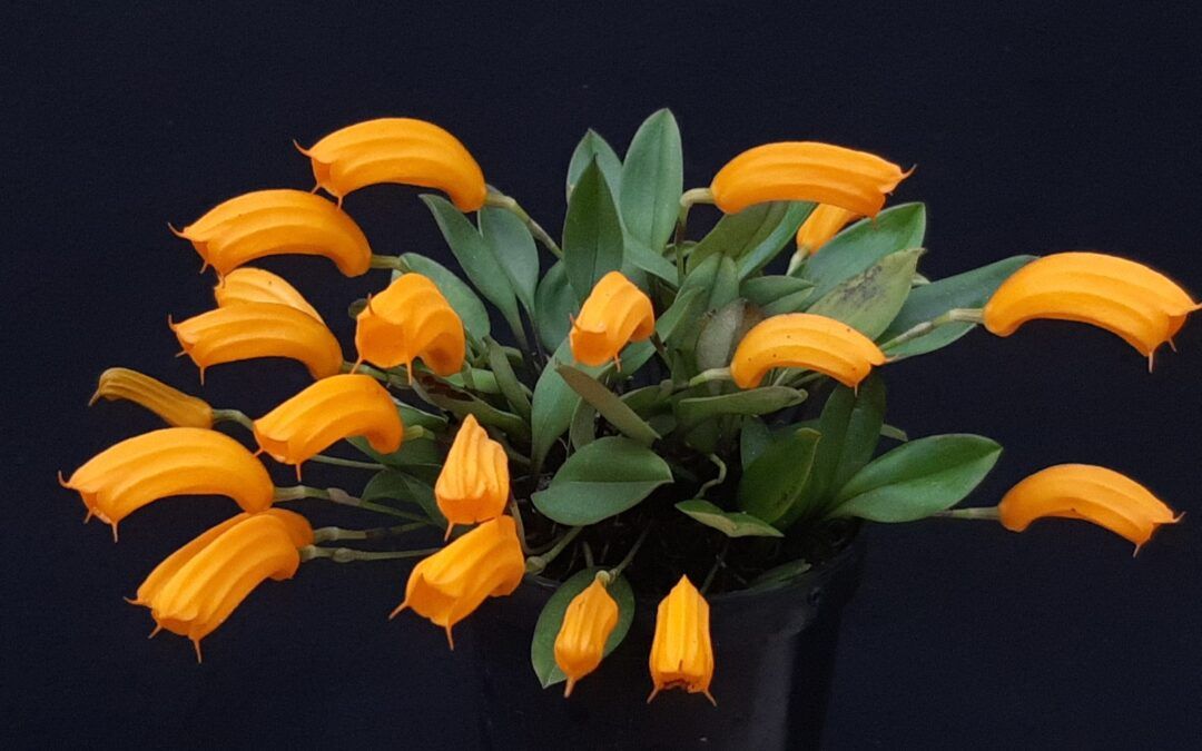 Orquídeas de clima frío