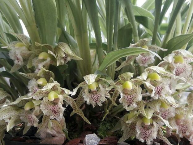 Cultivo de Kefersteinia course image