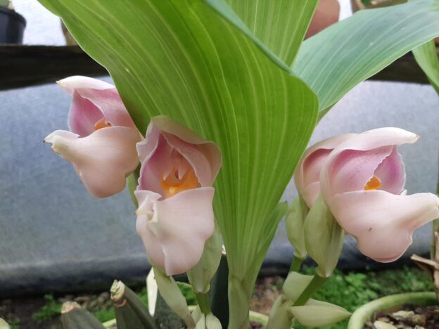 Orquídeas de clima medio course image