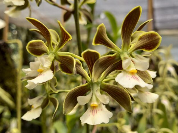 Cultivo de orquideas Encyclia course image