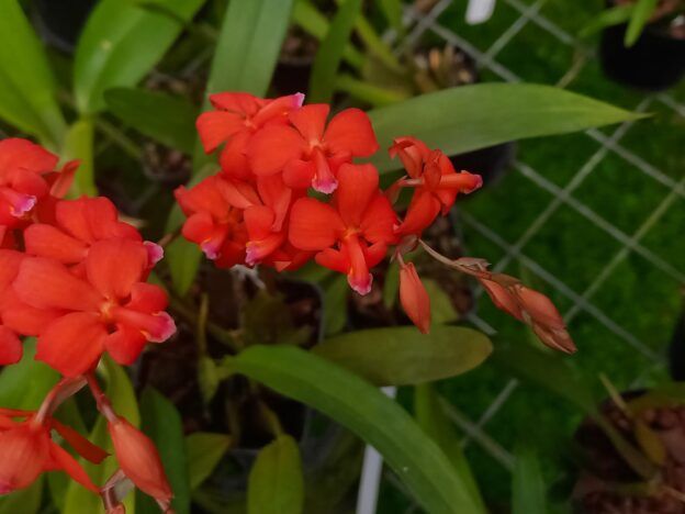 Cultivo de orquídeas Cochlioda course image