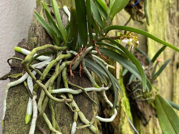 Raíces en orquídeas course image