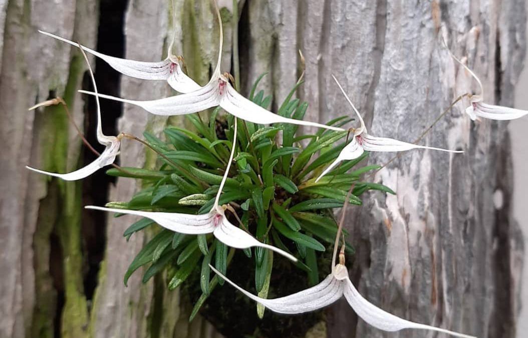 Cultivo de orquídeas Trisetella