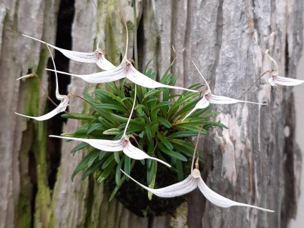 Cultivo de orquídeas Trisetella course image