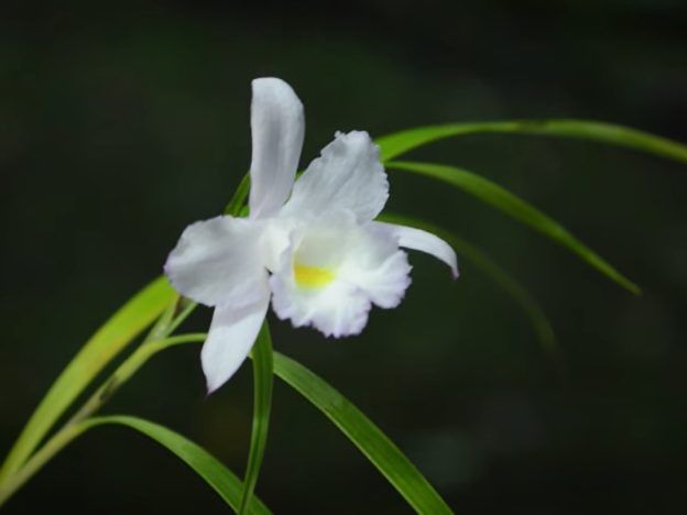 Géneros Sobralia y Elleanthus course image
