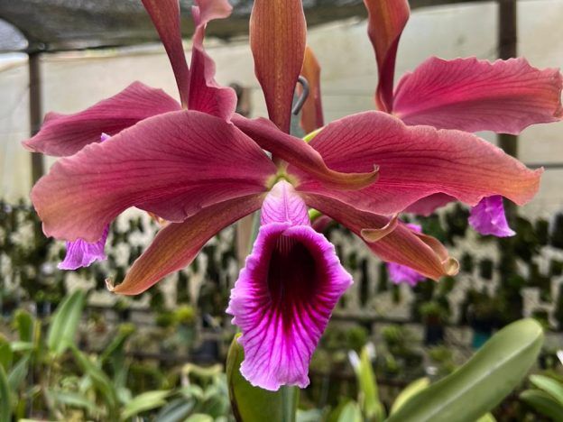 Género Laelia course image