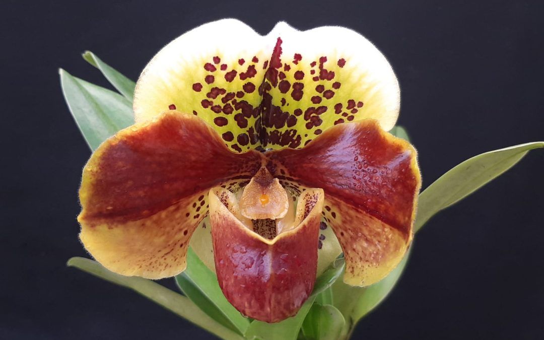 Género Paphiopedilum