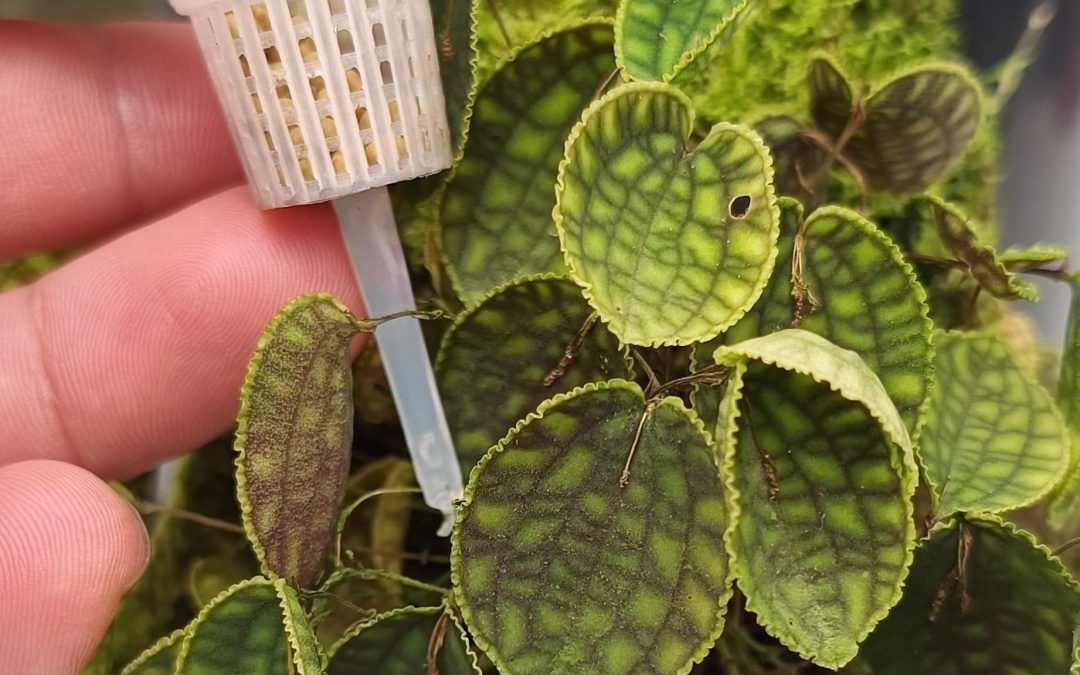 Fertilización en orquídeas miniatura