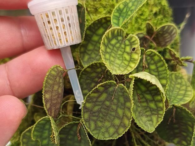 Fertilización en orquídeas miniatura course image