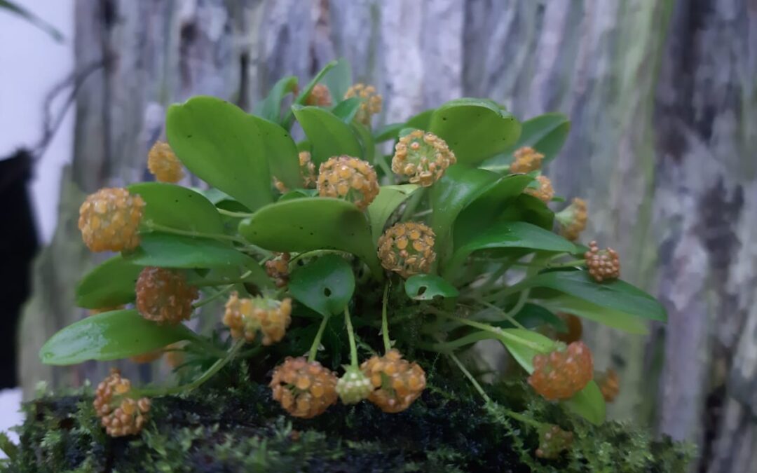 Cultivo de Platystele