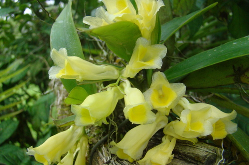 Cultivo de Rodriguezia course image