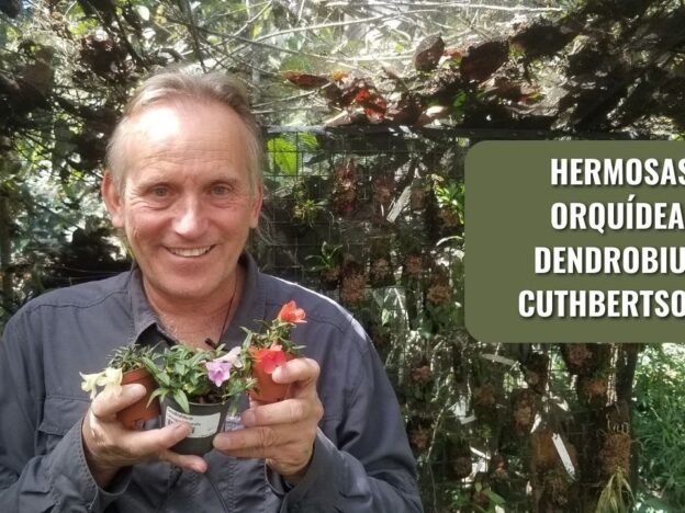 Cultivo de Dendrobium cuthbertsonii course image
