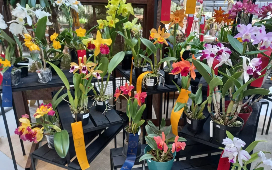 Orquídeas de los estudiantes de Alma del Bosque