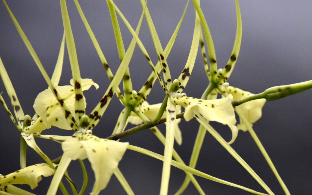 Cultivo de Brassia