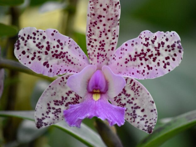 Estructura de las flores course image